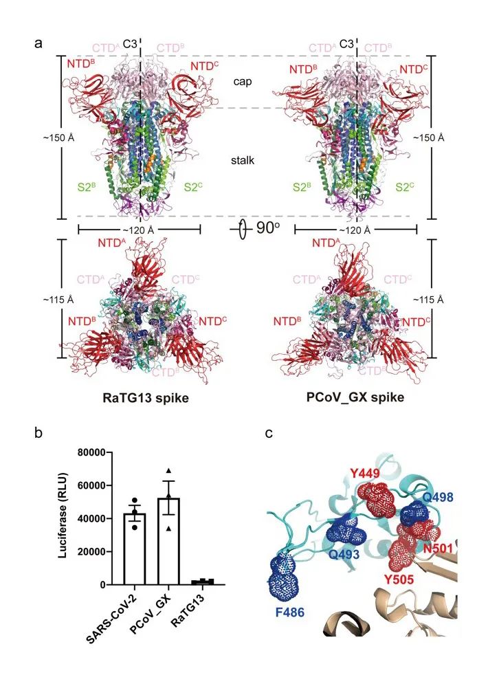 王新泉課題組解析蝙蝠冠狀病毒RaTG13和穿山甲冠狀病毒PCoV_GX刺突蛋白結(jié)構(gòu)，為理解新冠病毒的進(jìn)化提供線索-肽度TIMEDOO