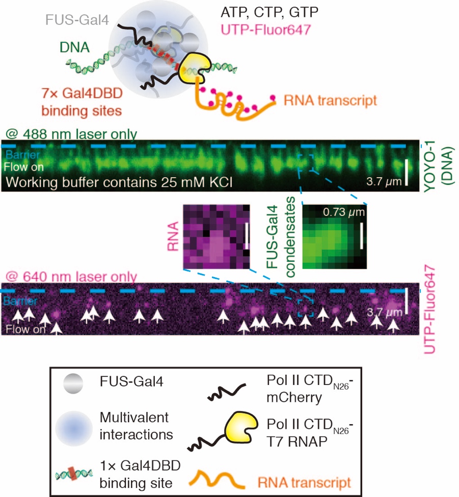 北大-清華齊志、李丕龍、黃旭團(tuán)隊(duì)合作揭示FET家族融合致癌蛋白利用相分離提高轉(zhuǎn)錄的機(jī)理研究-肽度TIMEDOO