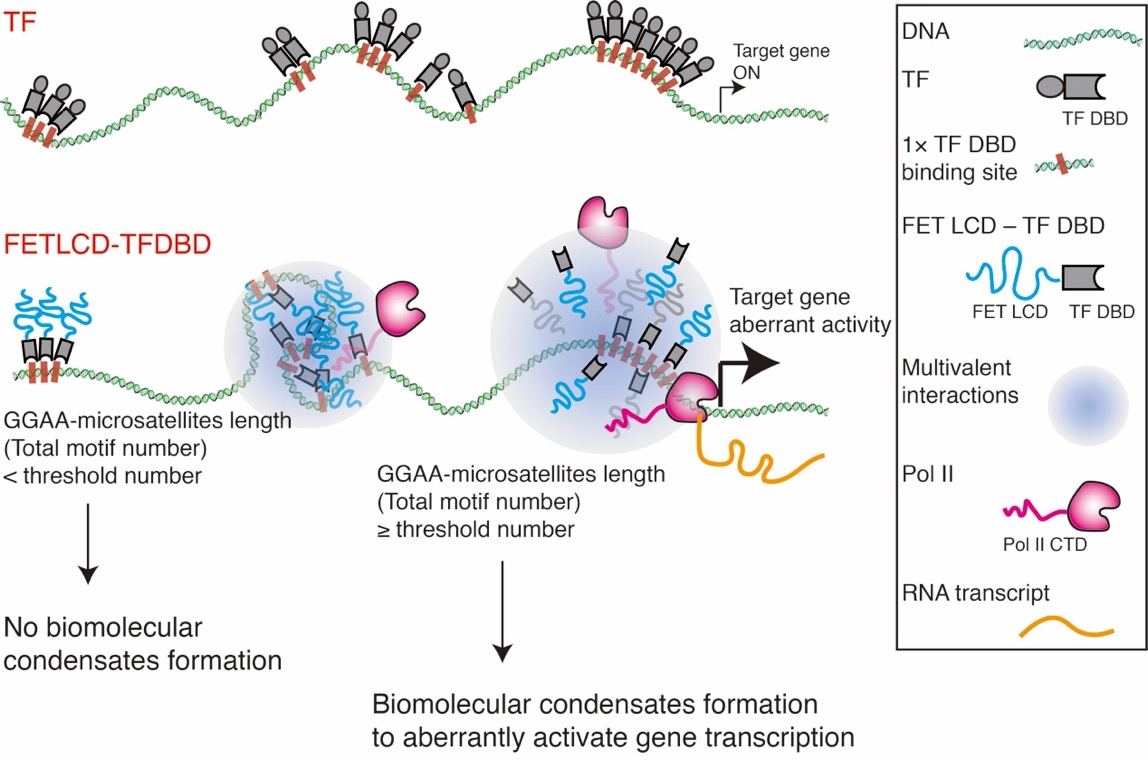北大-清華齊志、李丕龍、黃旭團(tuán)隊(duì)合作揭示FET家族融合致癌蛋白利用相分離提高轉(zhuǎn)錄的機(jī)理研究-肽度TIMEDOO