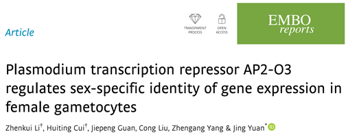 廈門(mén)大學(xué)袁晶課題組在EMBO Reports發(fā)表研究論文，揭示瘧原蟲(chóng)有性生殖中雌雄配子體性別決定的分子機(jī)制-肽度TIMEDOO
