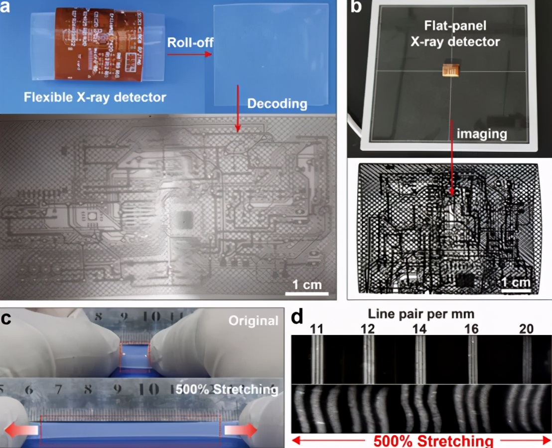 手機(jī)將能拍X光片！福州大學(xué)團(tuán)隊(duì)研發(fā)出柔性X射線(xiàn)成像技術(shù)，曾兩次登上Nature | 專(zhuān)訪-肽度TIMEDOO