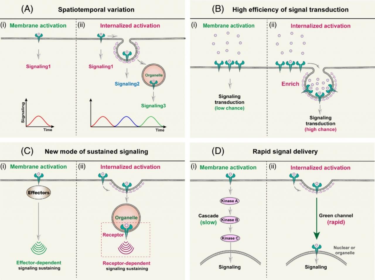 北醫(yī)三院李子健課題組在Cell系列期刊Trends in Cell Biology上發(fā)表文章提出膜受體“內(nèi)吞激活”新概念和理論-肽度TIMEDOO