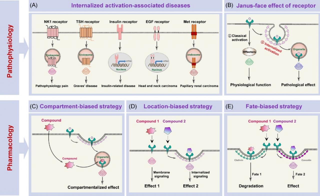 北醫(yī)三院李子健課題組在Cell系列期刊Trends in Cell Biology上發(fā)表文章提出膜受體“內(nèi)吞激活”新概念和理論-肽度TIMEDOO