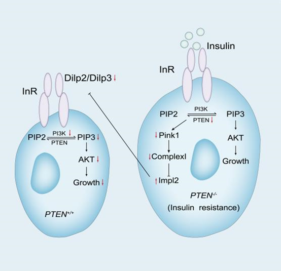 Cell Reports封面 | 王濤實(shí)驗(yàn)室發(fā)現(xiàn)PINK1在調(diào)節(jié)細(xì)胞生長中的作用機(jī)制-肽度TIMEDOO
