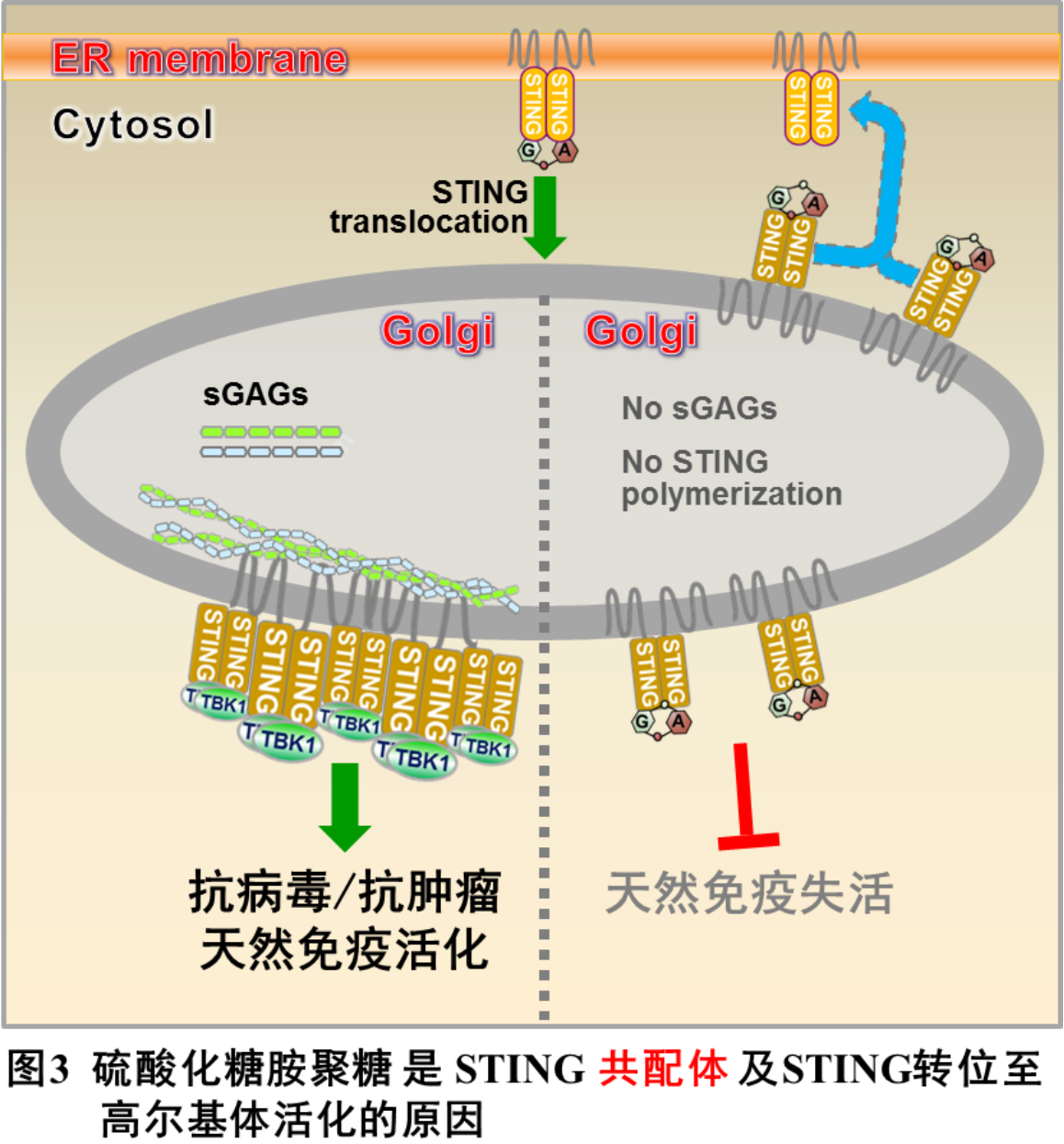 北京大學(xué)生命科學(xué)學(xué)院蔣爭凡課題組發(fā)現(xiàn)STING活化共配體-肽度TIMEDOO