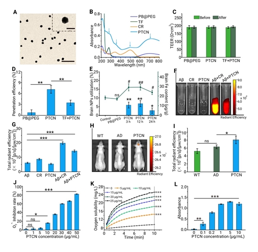 新型納米藥物有望防治阿爾茨海默病-肽度TIMEDOO