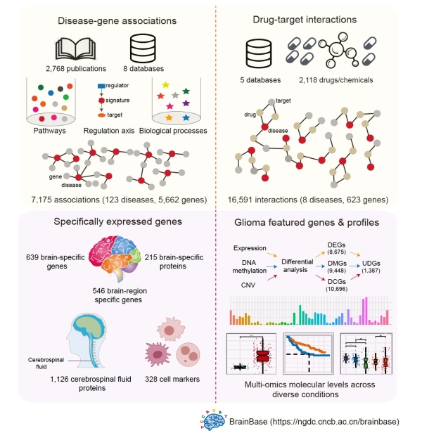 北京基因組所發(fā)布腦疾病知識(shí)庫BrainBase-肽度TIMEDOO