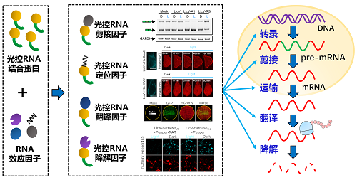 圖片素材2.png 新技術助力發(fā)現(xiàn)“垃圾”DNA的大作用-肽度TIMEDOO