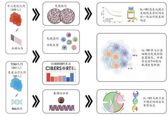 科學(xué)家找到了胃癌耐藥的“幫兇”-肽度TIMEDOO