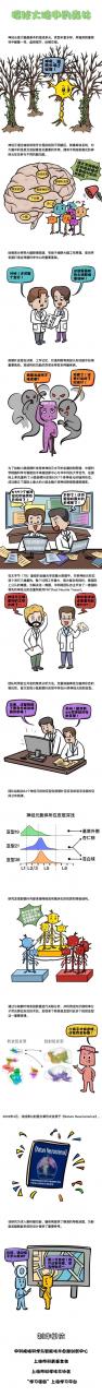 小鼠前額葉單神經(jīng)元投射圖譜研究取得新成果-肽度TIMEDOO