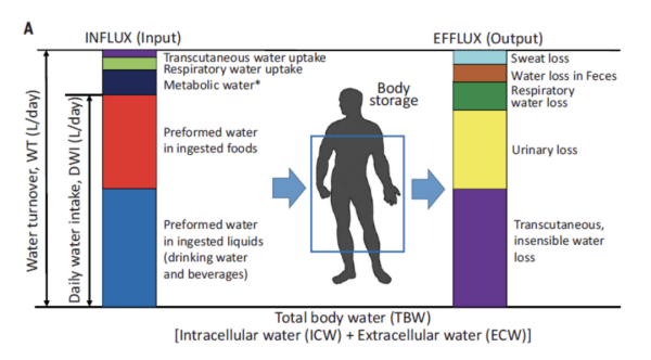 深圳先進(jìn)院首次揭示人類全生命周期需水量規(guī)律-肽度TIMEDOO