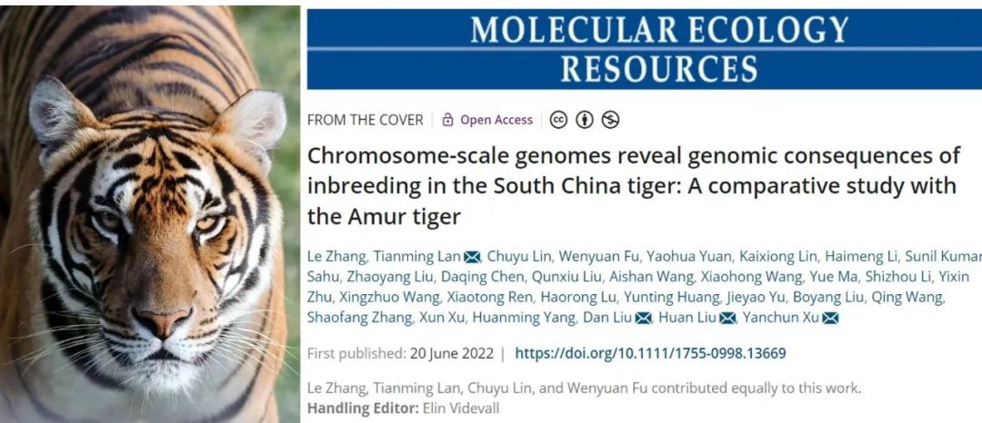 華大構(gòu)建華南虎高質(zhì)量基因組圖譜助力遺傳拯救-肽度TIMEDOO