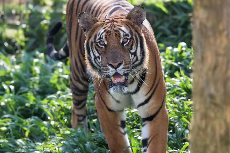 華大構(gòu)建華南虎高質(zhì)量基因組圖譜助力遺傳拯救-肽度TIMEDOO