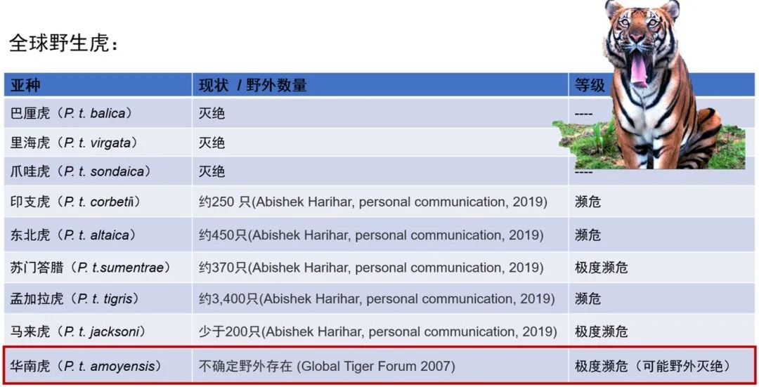 華大構(gòu)建華南虎高質(zhì)量基因組圖譜助力遺傳拯救-肽度TIMEDOO