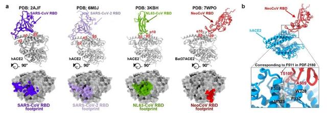 武大病毒學最新研究:首次揭示蝙蝠MERS相關冠狀病毒受體-肽度TIMEDOO