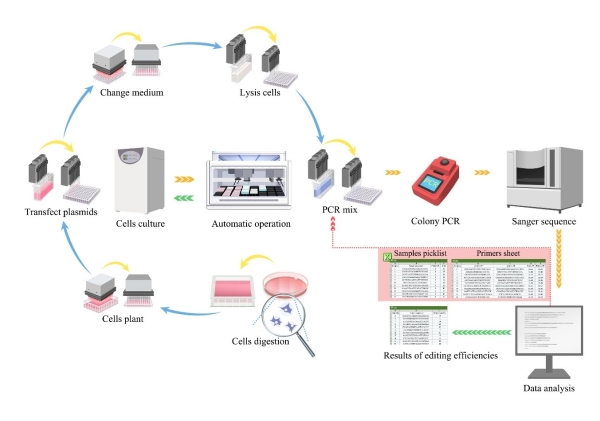 天津工生所在哺乳動物細胞高通量基因編輯平臺構建及堿基編輯AI預測模型方面獲進展-肽度TIMEDOO