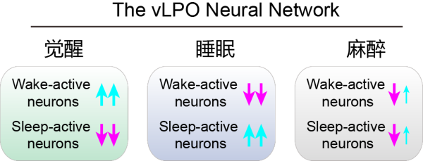 腦智卓越中心等發(fā)現(xiàn)全身麻醉對睡眠核心網(wǎng)絡(luò)的調(diào)控規(guī)律-肽度TIMEDOO