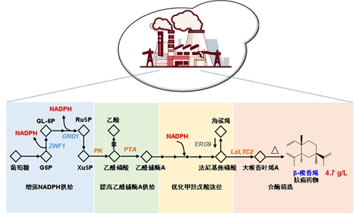 中科院大連化物所實現(xiàn)高效生物合成抗腫瘤藥物β-欖香烯-肽度TIMEDOO