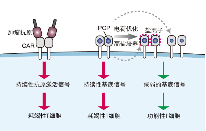 新研究讓免疫細(xì)胞“不疲倦”有望提升治療效果-肽度TIMEDOO