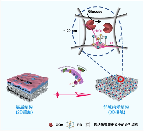中國(guó)科學(xué)院過程工程所開發(fā)出鄰域納米結(jié)構(gòu)生物傳感膜-肽度TIMEDOO