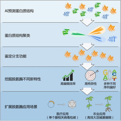 中科院通過創(chuàng)新蛋白聚類方法開發(fā)新型堿基編輯工具-肽度TIMEDOO