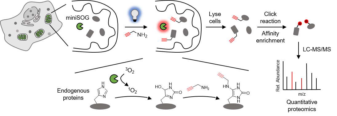 北京大學(xué)鄒鵬課題組開(kāi)發(fā)基因編碼的光控蛋白質(zhì)標(biāo)記新技術(shù)-肽度TIMEDOO