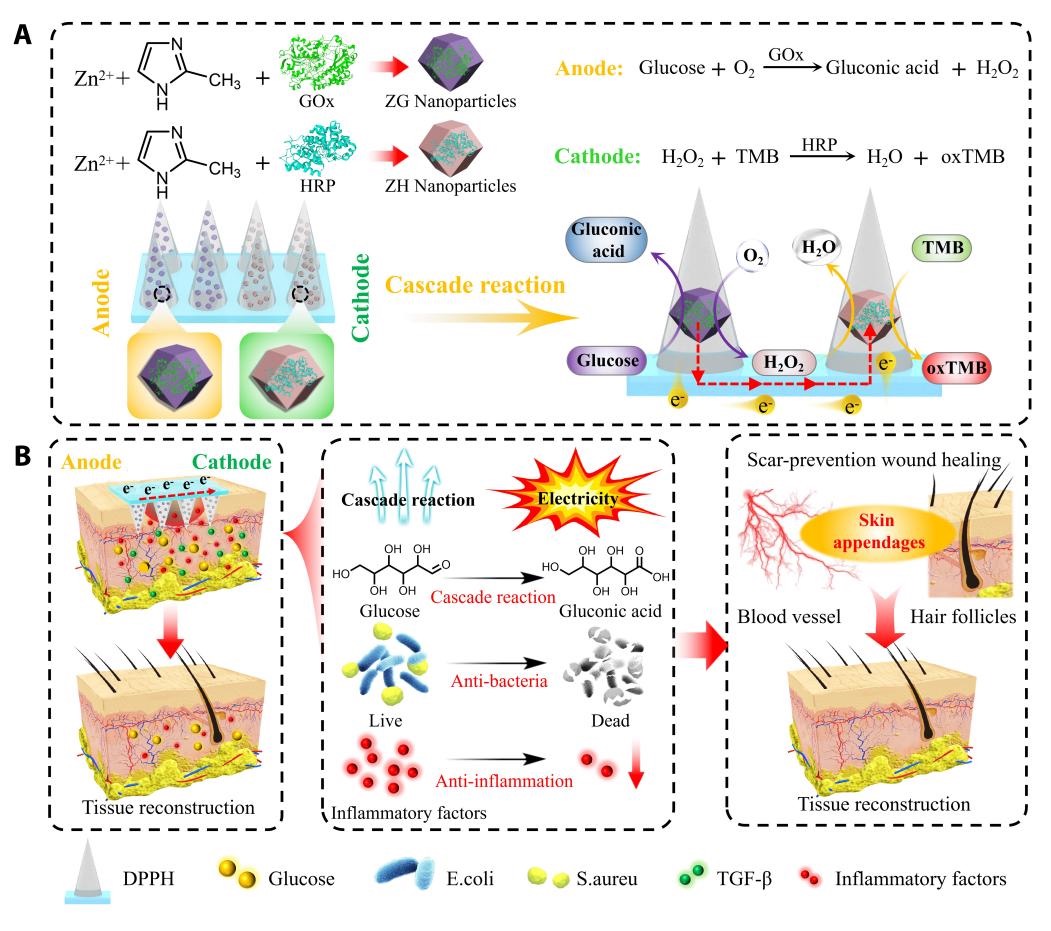 科研人員提出促進糖尿病傷口愈合新策略-肽度TIMEDOO