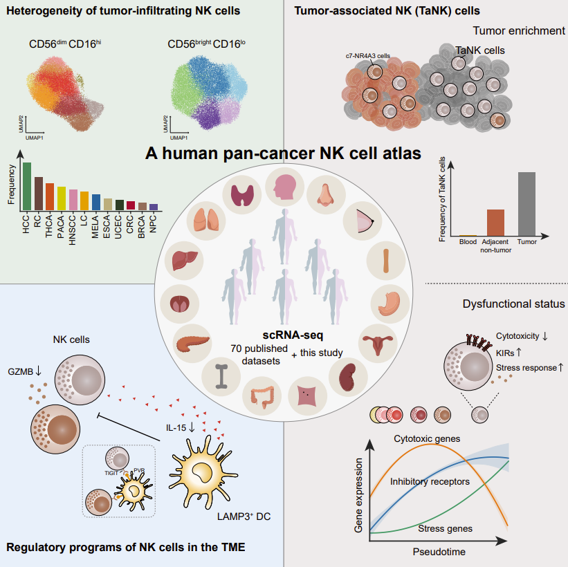 BIOPIC張澤民課題組與合作者通過大規(guī)模整合生物信息分析揭示泛癌種自然殺傷細(xì)胞異質(zhì)性-肽度TIMEDOO
