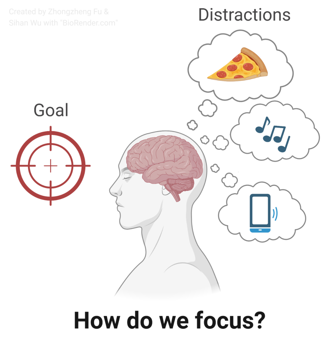 德州西南醫(yī)學(xué)中心付鐘正實(shí)驗(yàn)室招收博士后 - 神經(jīng)科學(xué)方向-肽度TIMEDOO