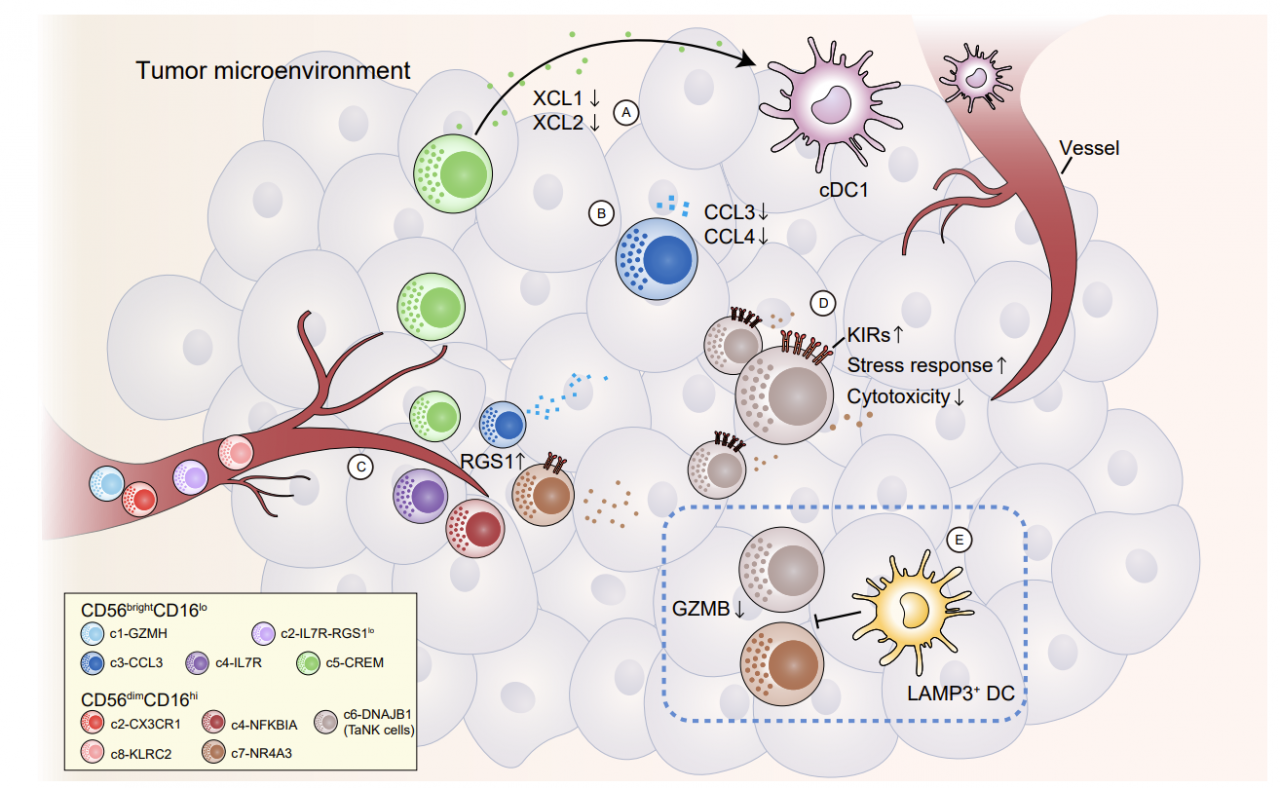 BIOPIC張澤民課題組與合作者通過大規(guī)模整合生物信息分析揭示泛癌種自然殺傷細(xì)胞異質(zhì)性-肽度TIMEDOO