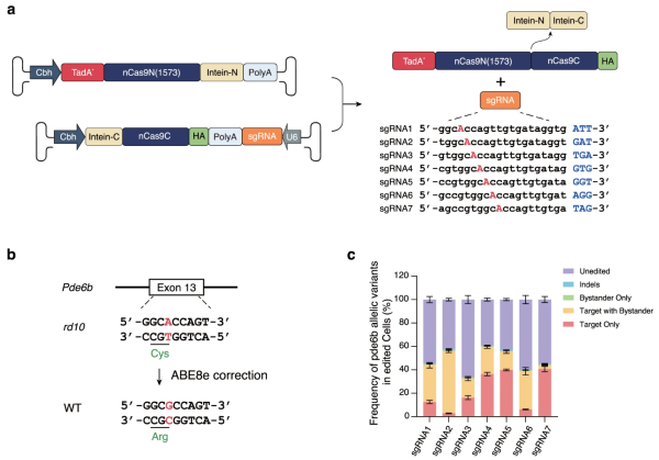天津工生所等在基因編輯治療遺傳性視網(wǎng)膜疾病方面獲進展-肽度TIMEDOO