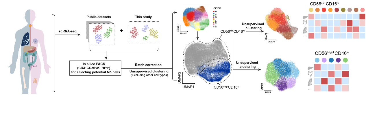 BIOPIC張澤民課題組與合作者通過大規(guī)模整合生物信息分析揭示泛癌種自然殺傷細(xì)胞異質(zhì)性-肽度TIMEDOO