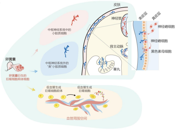 科學(xué)家構(gòu)建人體免疫發(fā)育細(xì)胞圖譜-肽度TIMEDOO