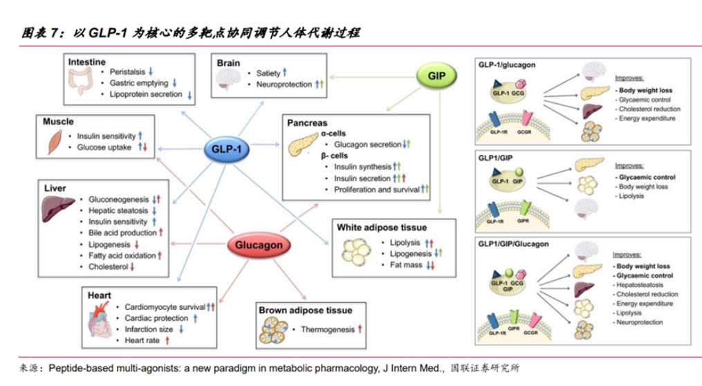 不僅減肥還治腎??？“減肥神藥”GLP-1有多神？-肽度TIMEDOO