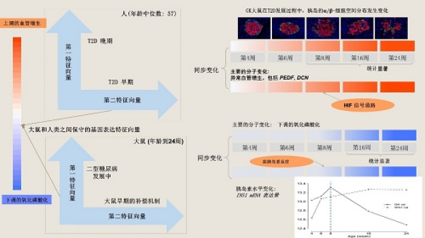 中科院在大鼠和人類胰島轉(zhuǎn)錄組中發(fā)現(xiàn)2型糖尿病前期的標(biāo)志-肽度TIMEDOO