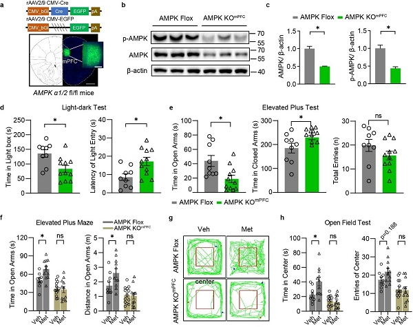 上海藥物所等揭示AMPK調(diào)控GABA能神經(jīng)元抗焦慮新機制-肽度TIMEDOO