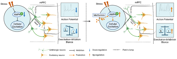 上海藥物所等揭示AMPK調(diào)控GABA能神經(jīng)元抗焦慮新機制-肽度TIMEDOO