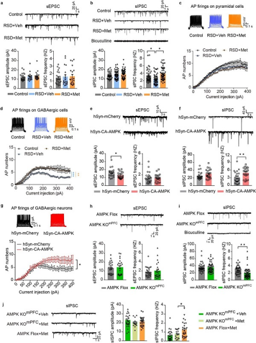 上海藥物所等揭示AMPK調(diào)控GABA能神經(jīng)元抗焦慮新機制-肽度TIMEDOO