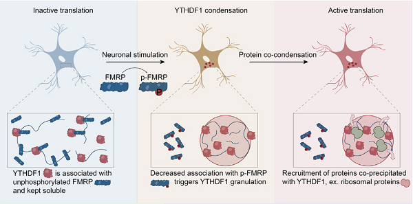 科學(xué)家發(fā)現(xiàn)抑制YTHDF1可緩解脆性X染色體綜合癥-肽度TIMEDOO
