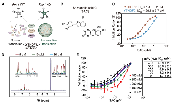 科學(xué)家發(fā)現(xiàn)抑制YTHDF1可緩解脆性X染色體綜合癥-肽度TIMEDOO