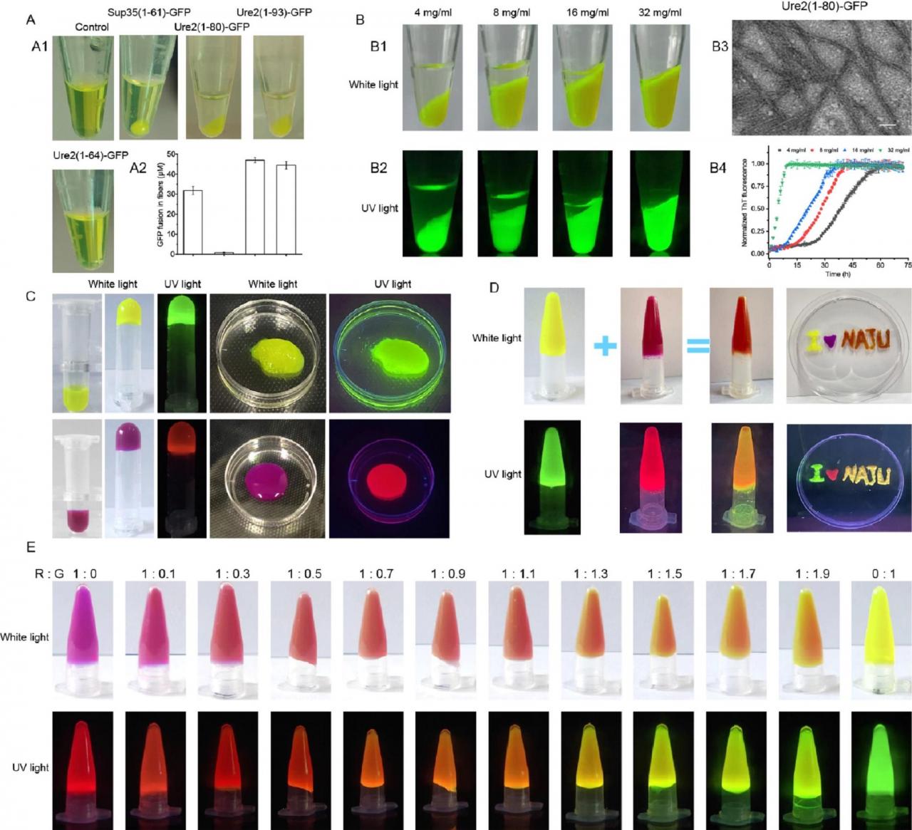 超強細胞修復蛋白研究獲得新突破 未來商業(yè)應用前景廣闊-肽度TIMEDOO