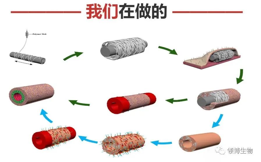領(lǐng)博生物完成近億元A輪融資,磐霖資本領(lǐng)投-肽度TIMEDOO