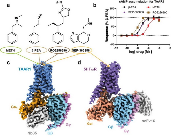 科學(xué)家揭示成癮藥物作用靶點(diǎn)TAAR1的分子識(shí)別機(jī)制-肽度TIMEDOO