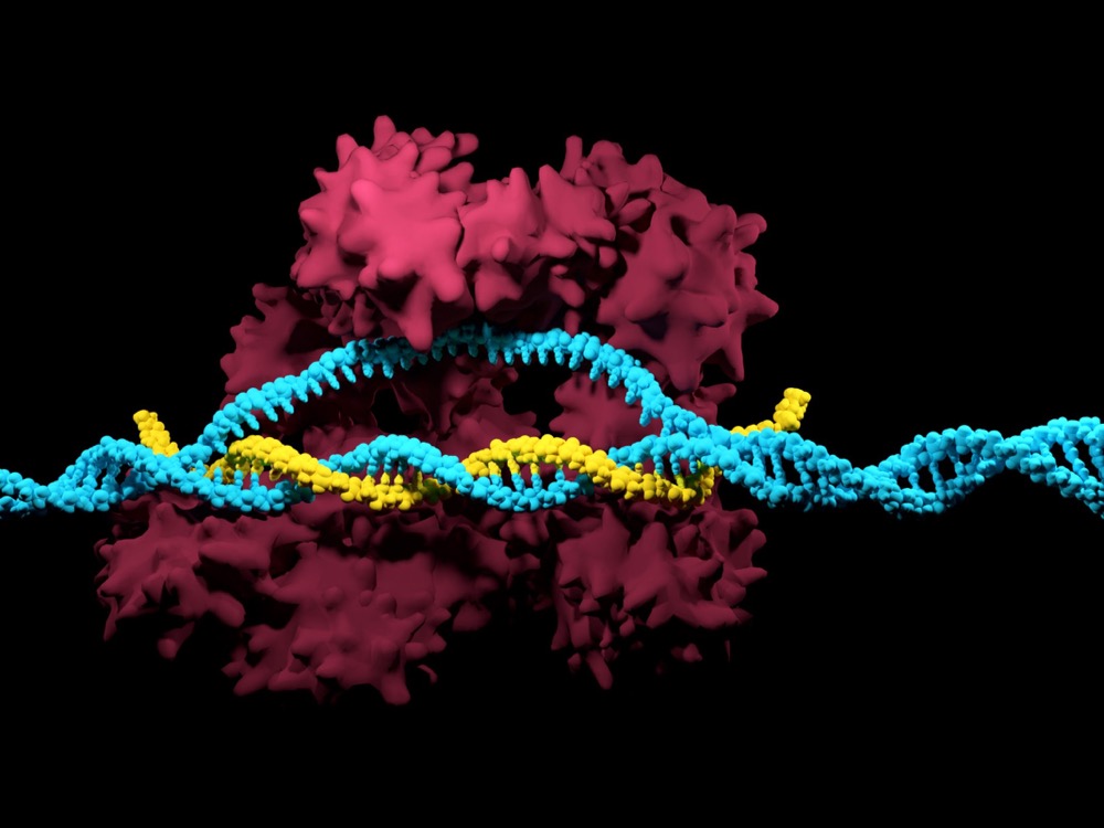 基因編輯技術(shù)在人類胚胎中的挑戰(zhàn)與希望:CRISPR-Cas9引發(fā)的DNA修復(fù)困難揭示潛在風(fēng)險-肽度TIMEDOO