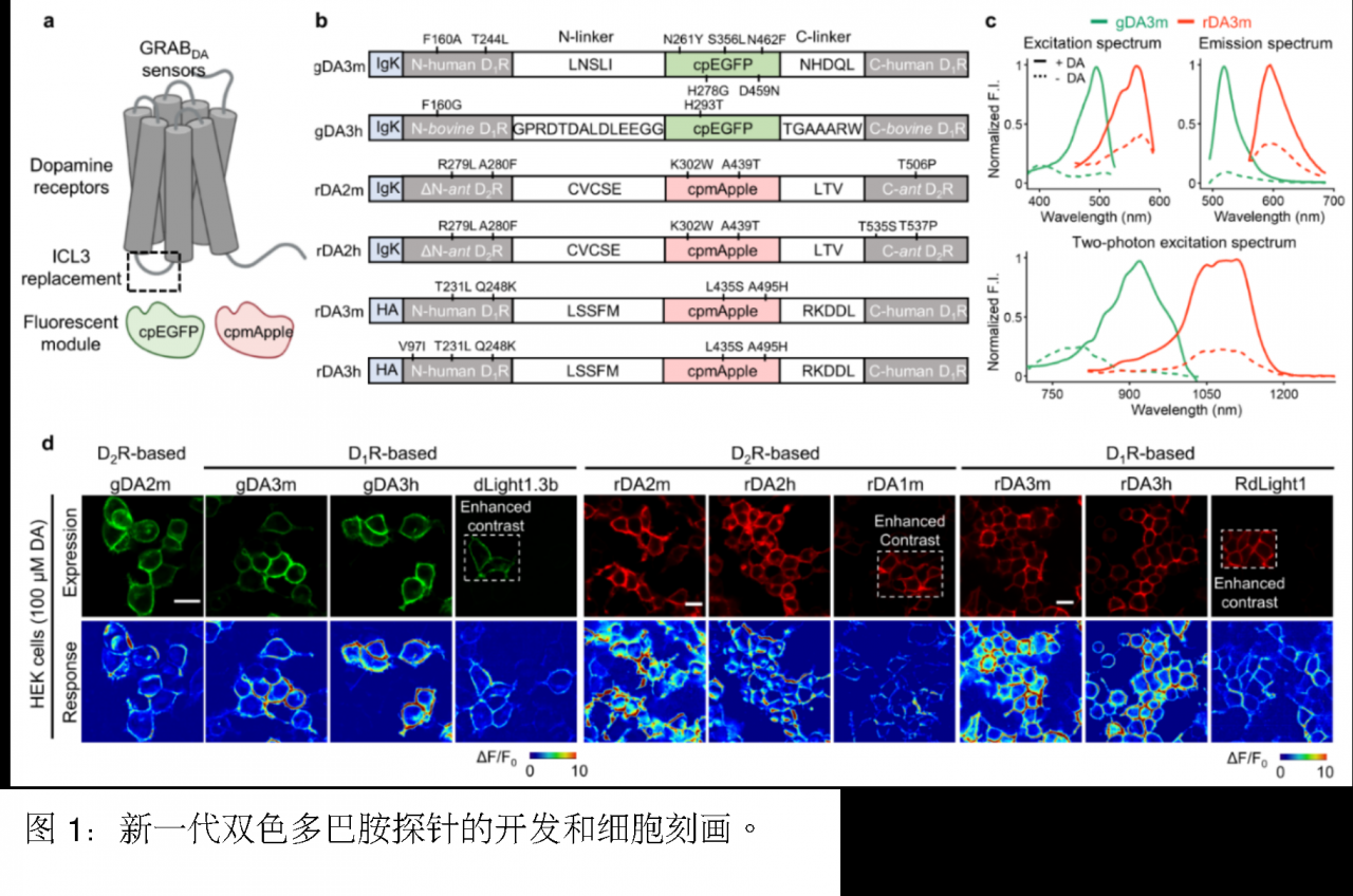 北京大學(xué)生命科學(xué)學(xué)院李毓龍課題組新升級(jí)第三代紅綠多巴胺探針工具包上線-肽度TIMEDOO