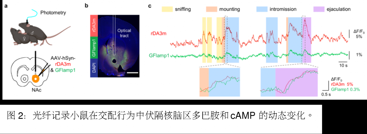 北京大學(xué)生命科學(xué)學(xué)院李毓龍課題組新升級(jí)第三代紅綠多巴胺探針工具包上線-肽度TIMEDOO