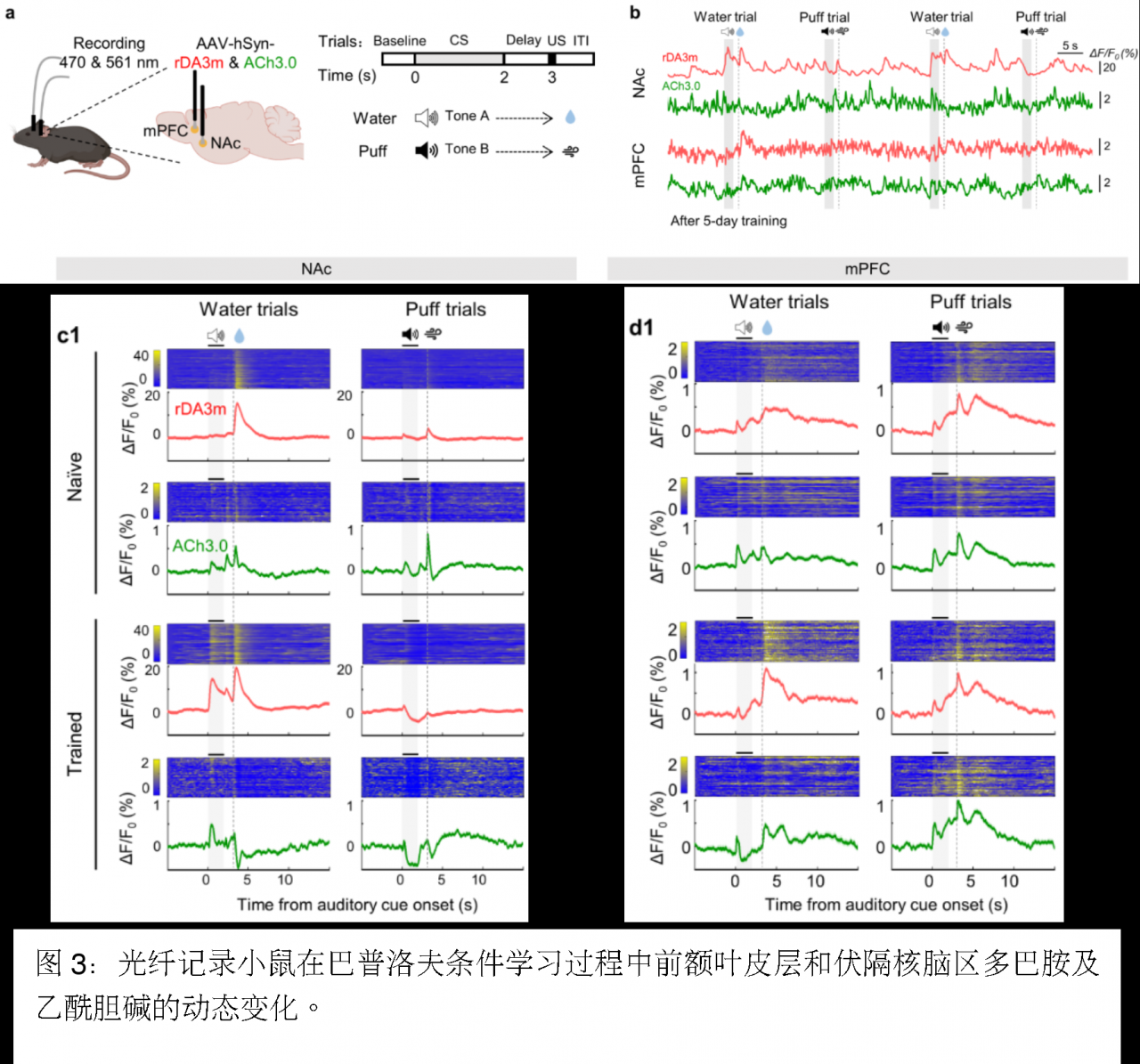 北京大學(xué)生命科學(xué)學(xué)院李毓龍課題組新升級(jí)第三代紅綠多巴胺探針工具包上線-肽度TIMEDOO