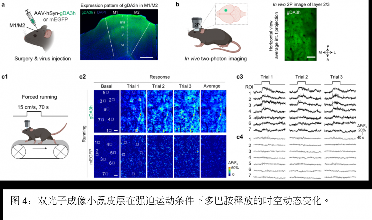 北京大學(xué)生命科學(xué)學(xué)院李毓龍課題組新升級(jí)第三代紅綠多巴胺探針工具包上線-肽度TIMEDOO