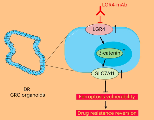 研究揭示結直腸癌耐藥新機制-肽度TIMEDOO