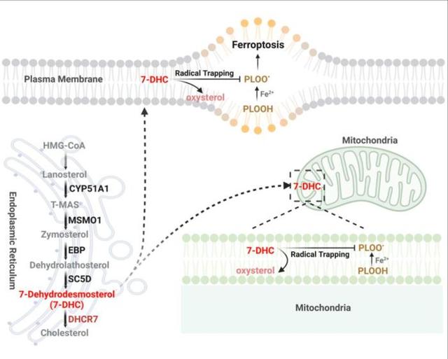 上??茖W(xué)家新發(fā)現(xiàn)為腫瘤、器官損傷等疾病治療帶來新策略-肽度TIMEDOO
